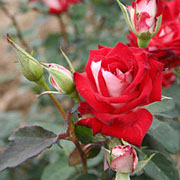 Alijansa | Ruže čajevke | Sadnice ruža