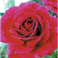 Big Pepl | Ruže čajevke | Sadnice ruža