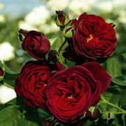 Grefin fon Hardenberg | Ruže čajevke | Sadnice ruža