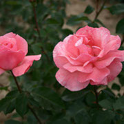 Kvin Elizabet | Ruže čajevke | Sadnice ruža