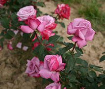 Paradis | Ruže čajevke | Sadnice ruža