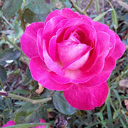 Rose Gaujard | Ruže čajevke | Sadnice ruža