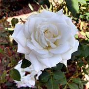 Tineke | Ruže čajevke | Sadnice ruža