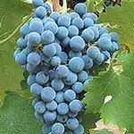 Vinova loza vinske sorte Kaberne sovinjon, prodaja hit cena