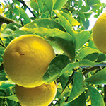Vocne sadnice limuna mesecar, meyer, prodaja sadnica hit cena